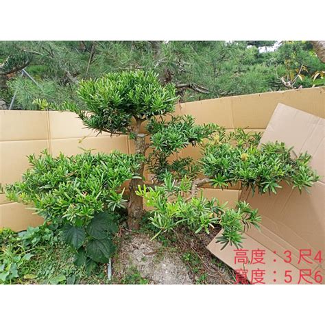 羅漢松庭園樹|如何種植羅漢松？六大羅漢松種類、價錢，種植方法、造型修剪